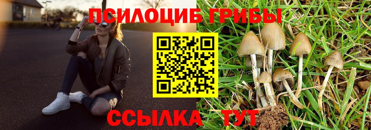 Галлюциногенные грибы Psilocybe Гуково